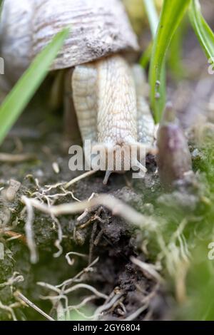 Una lumaca romana cerca cibo sul letto con alcune erbacce in giardino Foto Stock