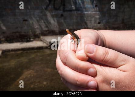 Novità iberica dal torrente Lagina. Un fiume di shalow con corre nel mezzo del villaggio di Acebo, Sierra de Gata, Estremadura, Spagna Foto Stock