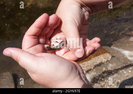 Novità iberica dal torrente Lagina. Un fiume di shalow con corre nel mezzo del villaggio di Acebo, Sierra de Gata, Estremadura, Spagna Foto Stock