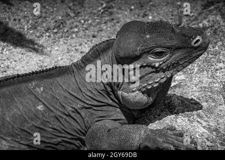 Cammina sul drago Komodo della giungla (Singapore). Luogo di tiro: Singapore Foto Stock