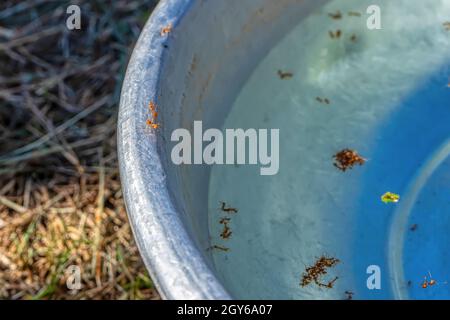 Alcune formiche camminando sul bordo della vasca e un sacco di morti le formiche sono nella vasca. Foto Stock