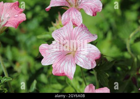 Rosa Oxford cranesbill, Geranium x oxonianum, varietà Bressinghams deliziare i fiori con gocce di pioggia sui petali e uno sfondo di foglie sfocate. Foto Stock