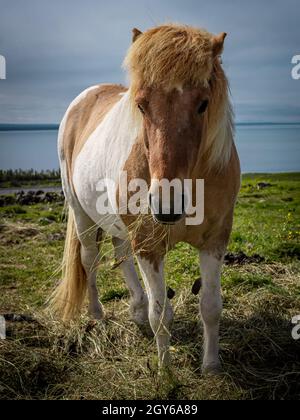 Un primo piano di un cavallo islandese, pascolo nel campo. Foto Stock