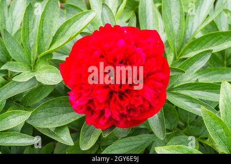 Red Peony, Paeonia officinalis 'parchi diana' nel Giardino. Foto Stock