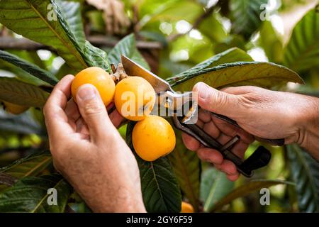 Primo piano delle mani del contadino che raccolgono i medlari nel frutteto con forbici. Agricoltura tradizionale. Foto Stock