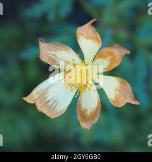 Pasqueflower alpino o anemone alpino, Pulsatilla alpina, nelle Dolomiti, Alto Adige, Italia Foto Stock