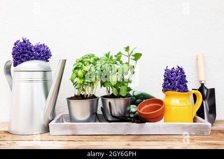 Concetto di hobby di giardinaggio, fiori di giacinto, menta verde, erbe al basilico in pentola di metallo, forchetta da giardino o rastrello e pala, guanti, pentola di ceramica gialla Foto Stock