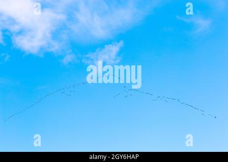 Grande gregge di gabbiani in formazione volare lungo la costa nord del Norfolk sopra la baia di Holkham vicino a Wells-next-the-Sea in una mattinata luminosa e soleggiata di ottobre Foto Stock