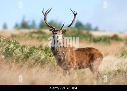 Rutting Bellowing Red Deer Stag (Cervus elaphus) su un brughiera inglese del nord nel mese di ottobre. Foto Stock