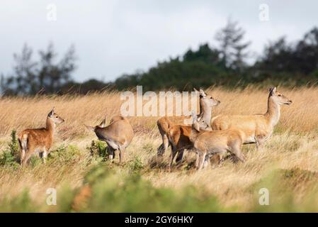 Il cervo rosso femminile (Cervus elaphus) fa su un moor inglese Foto Stock