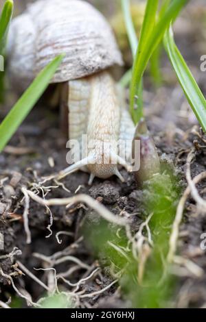 Una lumaca romana cerca cibo sul letto con alcune erbacce in giardino Foto Stock