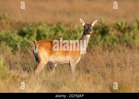 Il cervo rosso femminile (Cervus elaphus) fa su un moor inglese Foto Stock