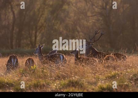 Rutting Red Deer Stag (Cervus elaphus) con un harem di fa su un fossato settentrionale. Foto Stock