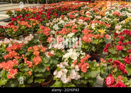 Fiori giovani begonia in serra. Fiori in vasi di fiori. Concetto di giardinaggio Foto Stock