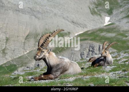 Maschio Alpine Ibex, Capra Ibex, e Gruppo di stambecchi, una forma di capra selvaggia, si siedono sulle pendici rocciose nel Parco Nazionale del Mercantour nelle Alpi francesi Francia Foto Stock