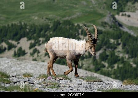 Giovane maschio Alpine Ibex, Capra Ibex) alias Steibeck o Bouquetin a piedi sul crinale alpino nel Parco Nazionale del Mercantour Alpi francesi Francia Foto Stock