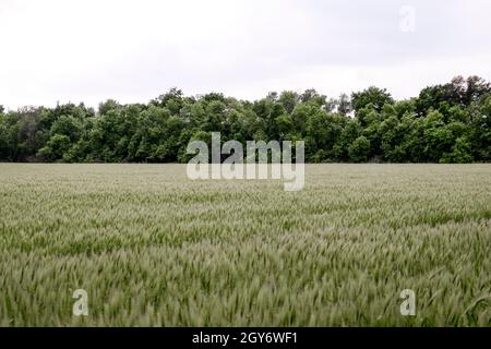 Campo di verde orzo immaturi. Spikelets di orzo. Il campo è l'orzo, il paesaggio rurale Foto Stock