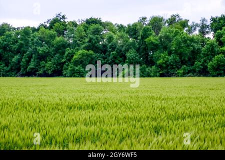 Campo di verde orzo immaturi. Spikelets di orzo. Il campo è l'orzo, il paesaggio rurale Foto Stock