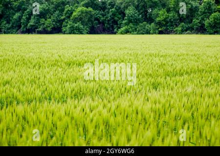 Campo di verde orzo immaturi. Spikelets di orzo. Il campo è l'orzo, il paesaggio rurale Foto Stock