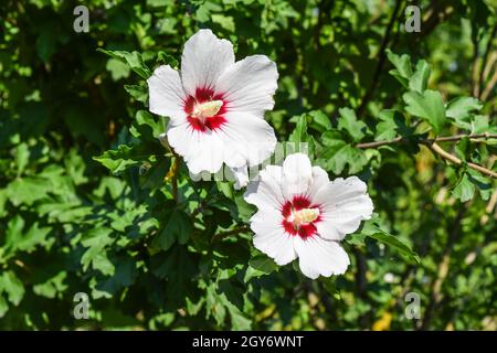 Rosso bianco fiori con cinque petali. Due fiori non sono rami di un albero. Foto Stock