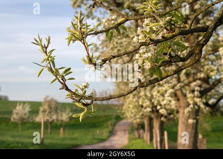 Immagine panoramica di un frutteto prato con alberi in fiore, Bergisches Land, Germania Foto Stock