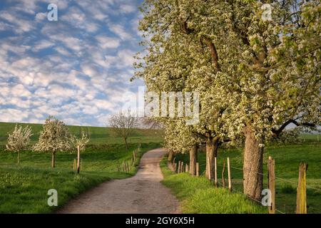 Immagine panoramica di un frutteto prato con alberi in fiore, Bergisches Land, Germania Foto Stock