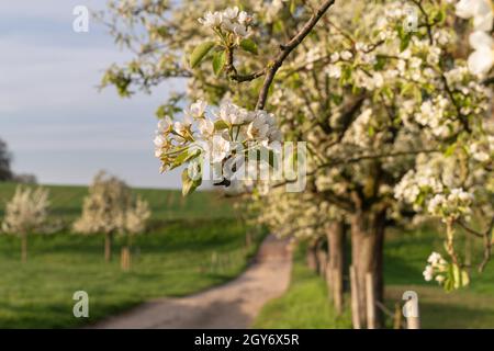 Immagine panoramica di un frutteto prato con alberi in fiore, Bergisches Land, Germania Foto Stock