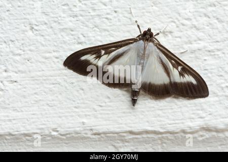 Box tree moth (Cydalima porspectalis) bianco con bordo spessi bruno-violaceo sulle ali macchia bianca su corpo bianco corpo violaceo punta bruno-ventre Foto Stock