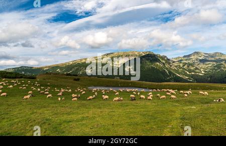 Saua Plaiul Mic con prato, nutrire pecore, piccolo lago e peska di montagna sullo sfondo in montagna Retezat in Romania Foto Stock