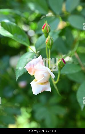Rose dal tipo di rose selvatiche chiamato Rose Odorata Foto Stock