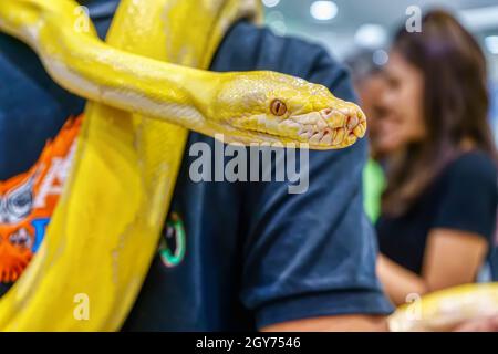 Il python birmano di Albino avvolto intorno ad un uomo. È un animale domestico popolare in Thailandia. Foto Stock