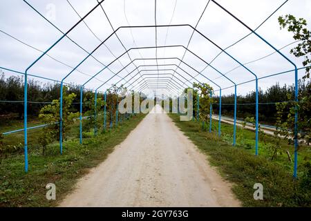 Un grande passo è un gazebo realizzato di aste di metallo lungo una strada sterrata. Strada gazebo realizzato in acciaio per l'uva. Uve blu Foto Stock