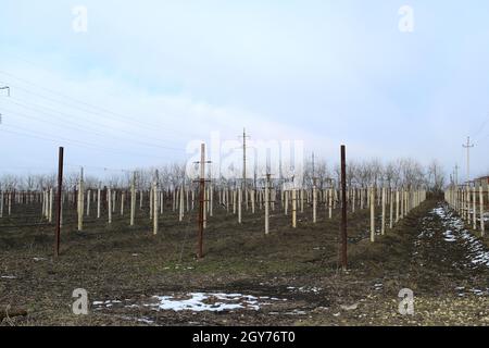 Vigna giovane campo. I pali e i fili per giarrettiera vine. Foto Stock