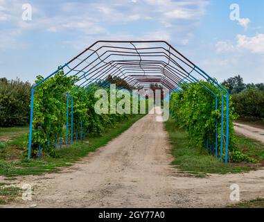 Un grande passo è un gazebo realizzato di aste di metallo lungo una strada sterrata. Strada gazebo realizzato in acciaio per l'uva. Uve blu Foto Stock