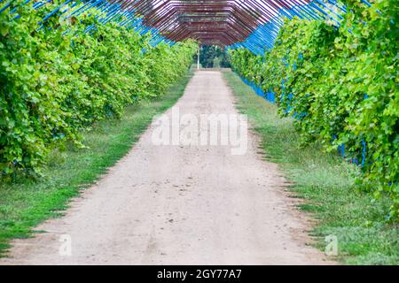 Un grande passo è un gazebo realizzato di aste di metallo lungo una strada sterrata. Strada gazebo realizzato in acciaio per l'uva. Uve blu Foto Stock