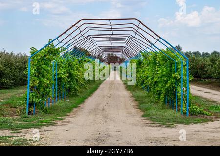 Un grande passo è un gazebo realizzato di aste di metallo lungo una strada sterrata. Strada gazebo realizzato in acciaio per l'uva. Uve blu Foto Stock