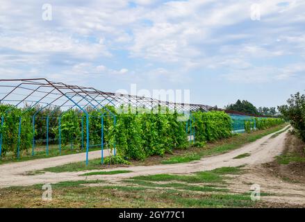 Un grande passo è un gazebo realizzato di aste di metallo lungo una strada sterrata. Strada gazebo realizzato in acciaio per l'uva. Uve blu Foto Stock