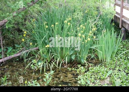 Bandiera Iris che cresce accanto al lungolago nel Tom Brown Park a Tallahassee Florida Foto Stock