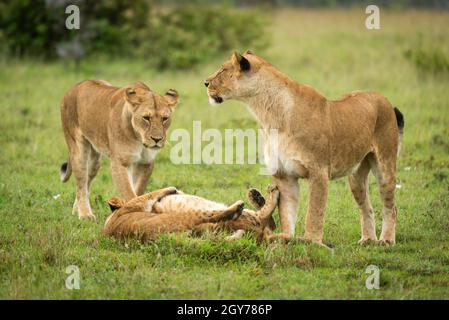 Lionesses stare da cuccioli che giocano sull'erba Foto Stock