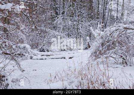 Paesaggio invernale del fiume ghiacciato Lesna in giorno nuvoloso con alberi neve avvolti intorno, Podlasie Voivodato, Polonia, Europa Foto Stock