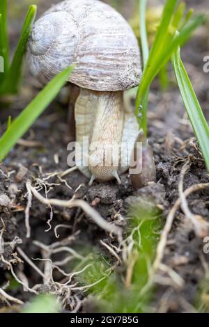 Una lumaca romana cerca cibo sul letto con alcune erbacce in giardino Foto Stock