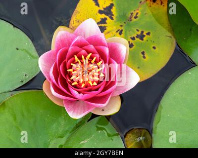 Fiore rosa appena apertura e foglie verdi di un giglio visto dall'alto Foto Stock