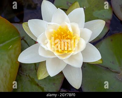 Primo piano di un bel fiore bianco e giallo d'acqua visto dall'alto Foto Stock