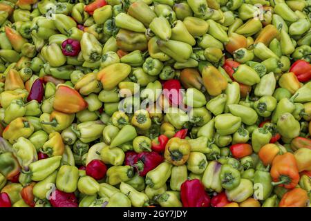 Consistenza di un gran numero di frutti di peperone multicolore. Bancone con verdure in magazzino Foto Stock