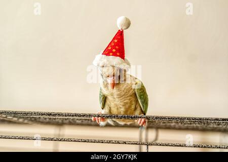 Verde-cheeked parakeet o verde-cheeked conure indossando Santa Croce cappelli. Foto Stock