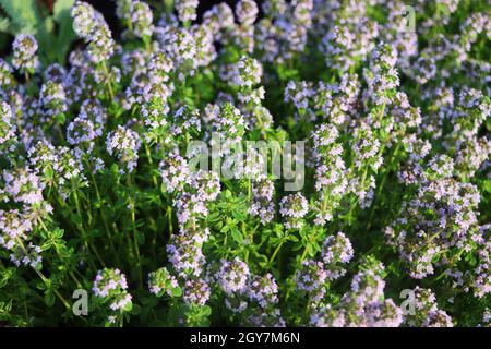 Primo piano Il limone di foglie di timo dal giardino delle erbe. Thymus citriodorus o timo di limone o timo di agrumi Foto Stock