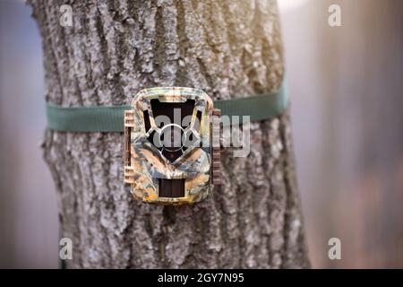 Telecamera trail per il monitoraggio della fauna selvatica collegata ad un albero con cinghia verde. Trappola digitale nascosta con sensore di movimento e flash a infrarossi per scien Foto Stock