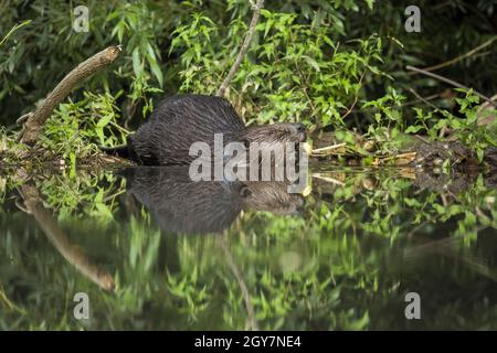 Castoro eurasiatico, fibra di ricino, immersione in acqua e tenuta ramo in bocca nella natura estiva. Animale selvatico con pelliccia bagnata marrone vicino alla sua diga con co Foto Stock