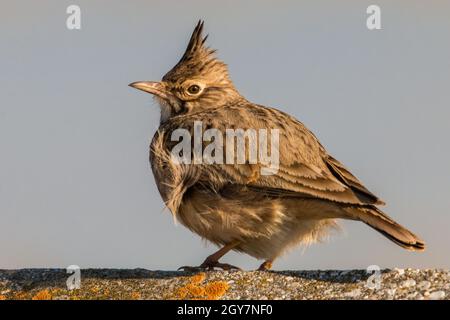 Lark crestato, galerida cristata, seduto su un cemento vicino al villaggio. Uccello selvatico con piume marroni in piedi su una testa dalla vista laterale. Animali selvatici Foto Stock