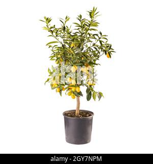 Decorativi piccoli alberi fruttiferi di kumquat o Citrus japonica pianta isolata su sfondo bianco Foto Stock